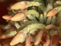 Avonia quinaria spp. alstonii